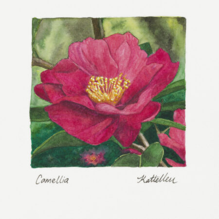 Original artwork "Camellia" by Katie Chrisp