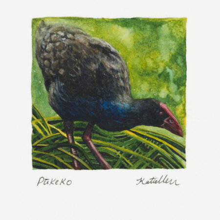 Pūkeko watercolour painting by artist Katie Chrisp