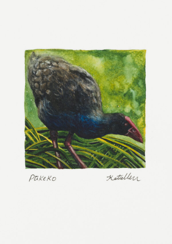 Pūkeko watercolour painting by artist Katie Chrisp