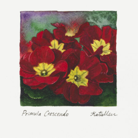 Primula Crescendo print of a Katie Chrisp watercolour painting