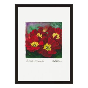 product images (38) Buy Primula crescendo fine art print
