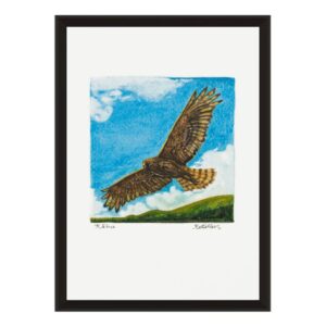 product images (43) Buy Kahu Kāhu new zealand swamp harrier fine art print